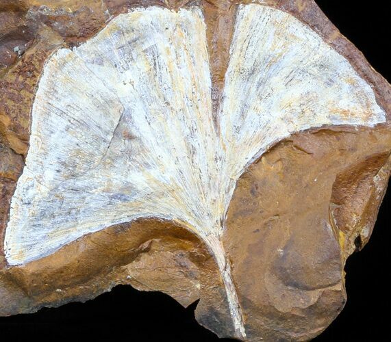 Fossil Ginkgo Leaf From North Dakota - Paleocene #58988